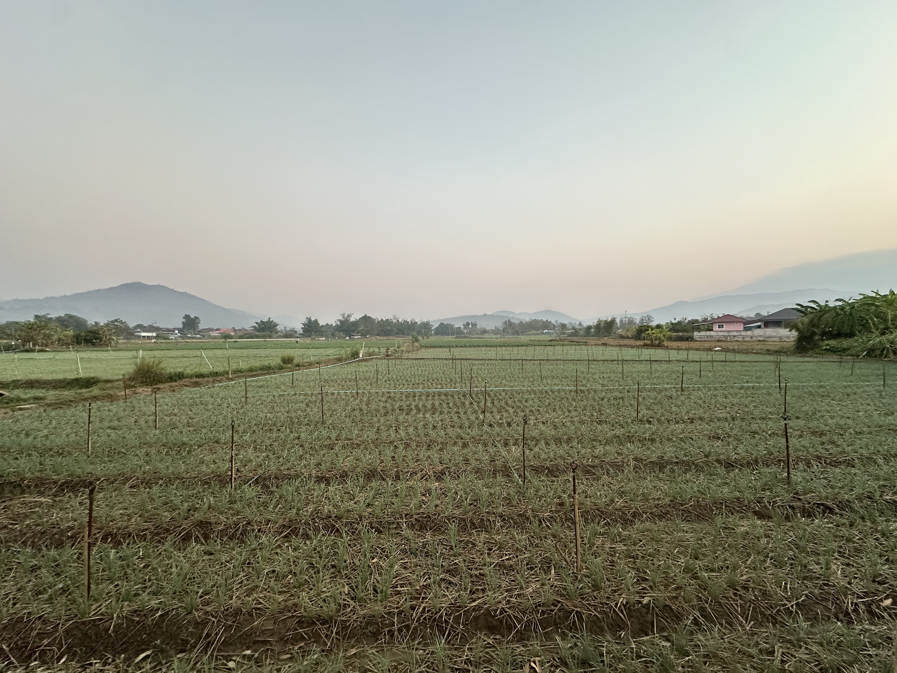 IMG_6335.jpeg